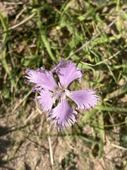 Dianthus gallicus