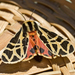 Mexican Tiger Moth - Photo (c) wanderingnome, some rights reserved (CC BY-NC-ND)