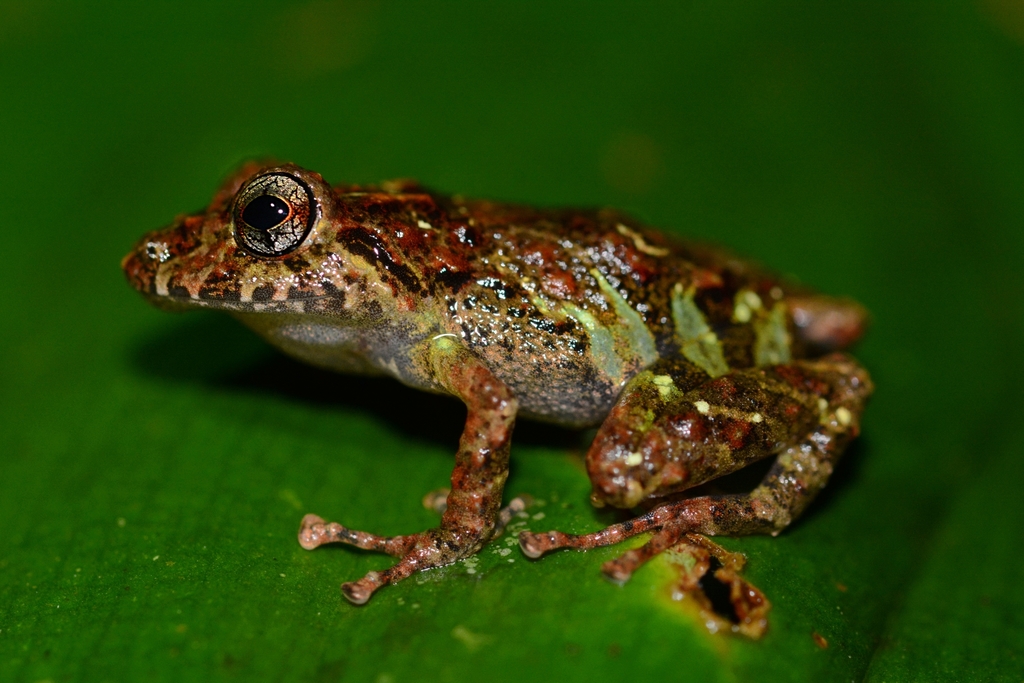 Pristimantis rubicundus in January 2022 by Milan Pestalozzi · iNaturalist