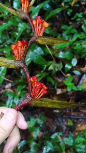 Heliconia richardiana (Heliconia richardiana)