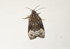 Apotomis capreana
