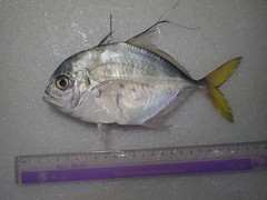 Atropus hedlandensis