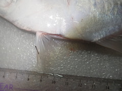 Atropus hedlandensis