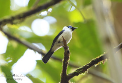 Arses telescopthalmus