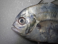 Atropus hedlandensis