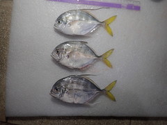 Atropus hedlandensis