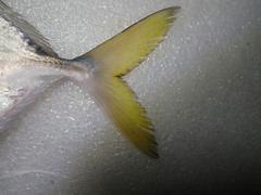 Atropus hedlandensis