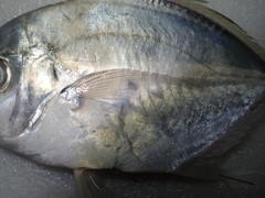 Atropus hedlandensis