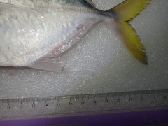 Atropus hedlandensis