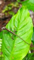 Anolis chrysolepis