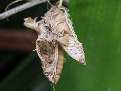 Coquillettidia linealis