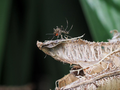 Coquillettidia linealis