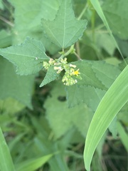 Triumfetta pentandra