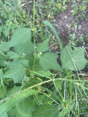 Triumfetta pentandra