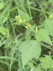 Triumfetta pentandra