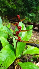 Heliconia richardiana