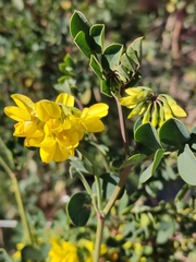Coronilla valentina