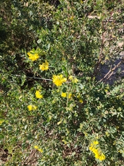 Coronilla valentina