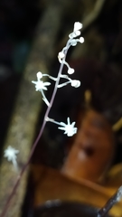 Sciaphila albescens