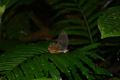 Haetera