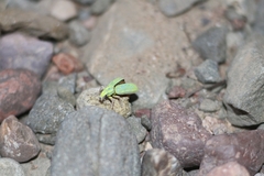 Enoplopactus