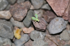 Enoplopactus