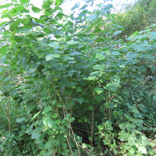 Abutilon ramosum image
