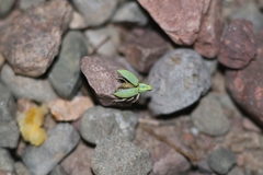 Enoplopactus