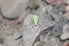 Enoplopactus