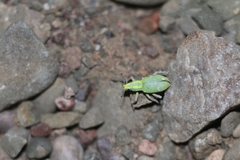 Enoplopactus