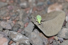 Enoplopactus
