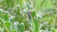 Lixus filiformis