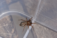 Lycosoides coarctata