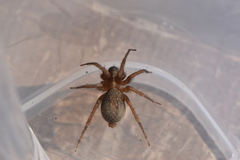 Lycosoides coarctata