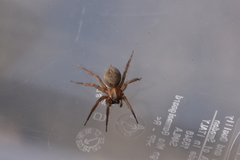 Lycosoides coarctata