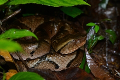 Bothrocophias hyoprora