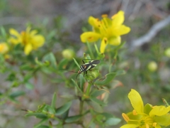 Carpinteroa patagonica