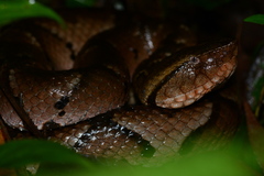 Bothrocophias hyoprora