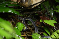 Synophis lasallei