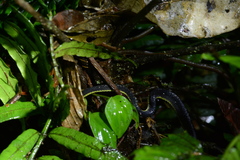 Synophis lasallei