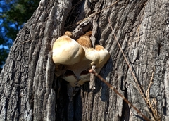Inocutis tamaricis