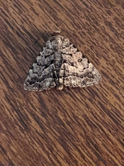 Diatenes aglossoides