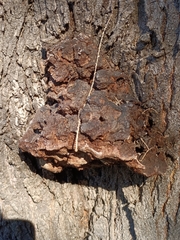 Inocutis tamaricis