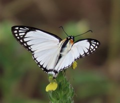 Leucochitonea levubu