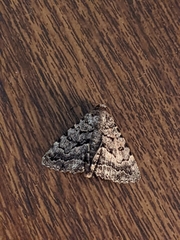 Diatenes aglossoides