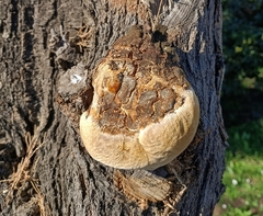 Inocutis tamaricis