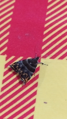 Ornarantia contrariana