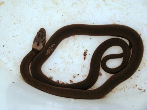 Pale-headed Snake sighting