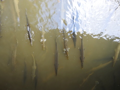 Lepisosteus platostomus