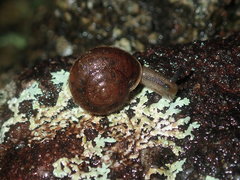 Austrochloritis wollemiensis